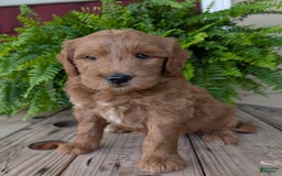 Goldendoodle dogs for sale: Cash - Image 28
