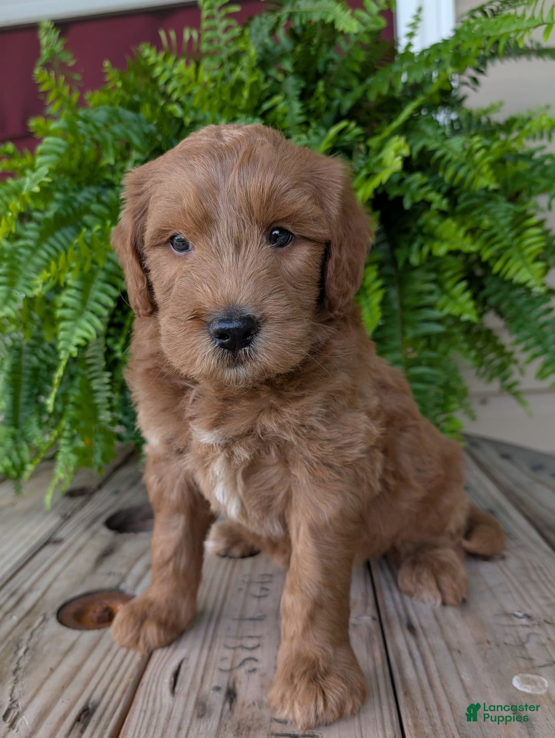 Goldendoodle dogs for sale: Cash - Image 28
