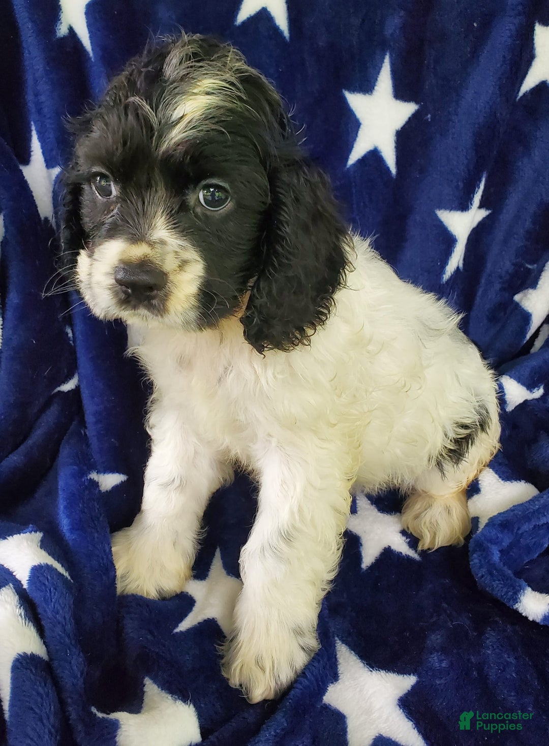 Cocker Spaniel dogs for sale: Nash - Image 1