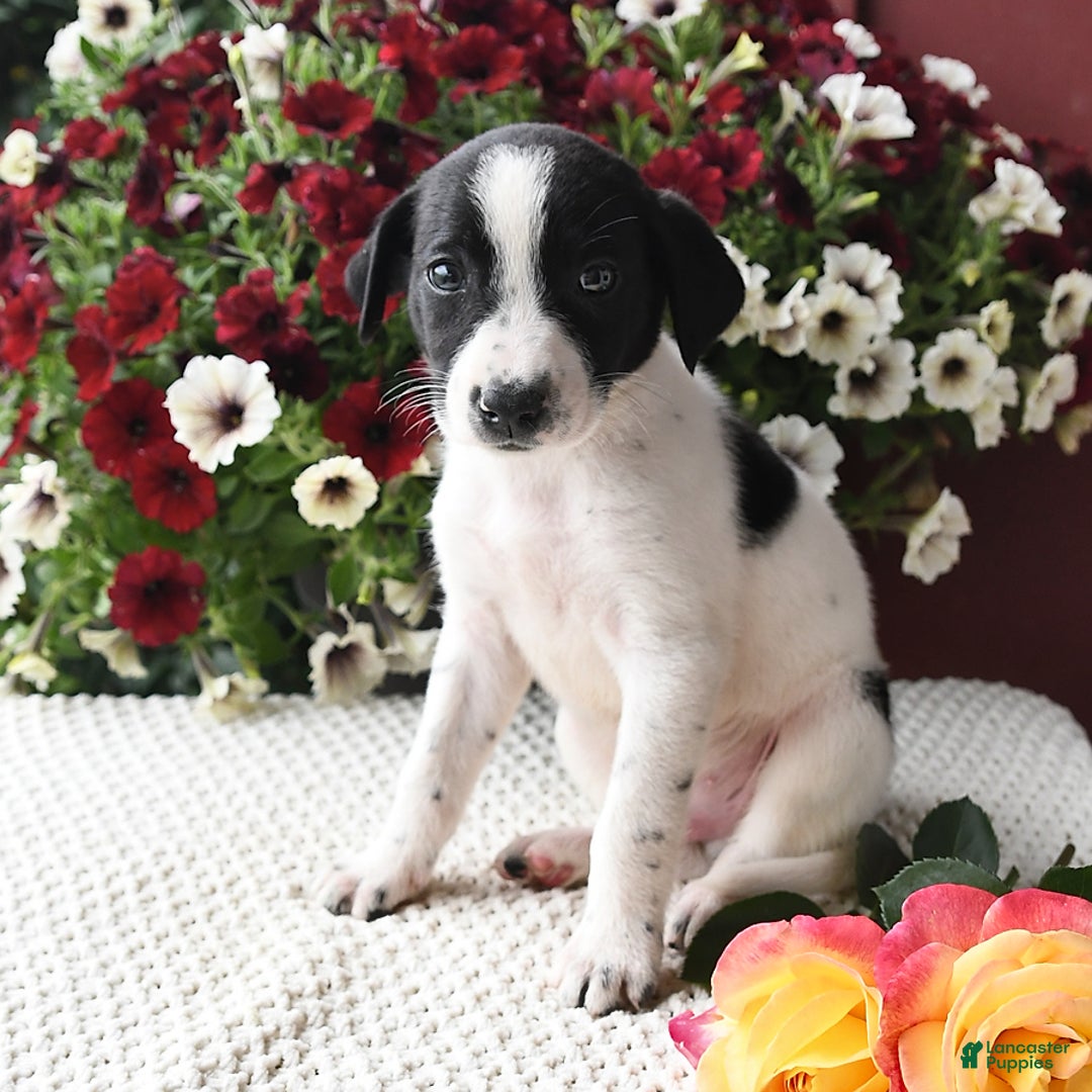 Border Collie dogs for sale: Ruger - Image 3