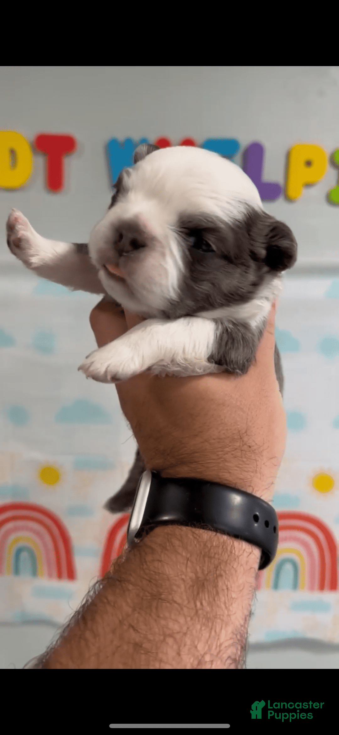 French Bulldog dogs for sale: French Bulldog 5 puppies - Image 9