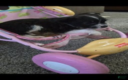 Boston Terrier dogs for sale: Mason - Image 18