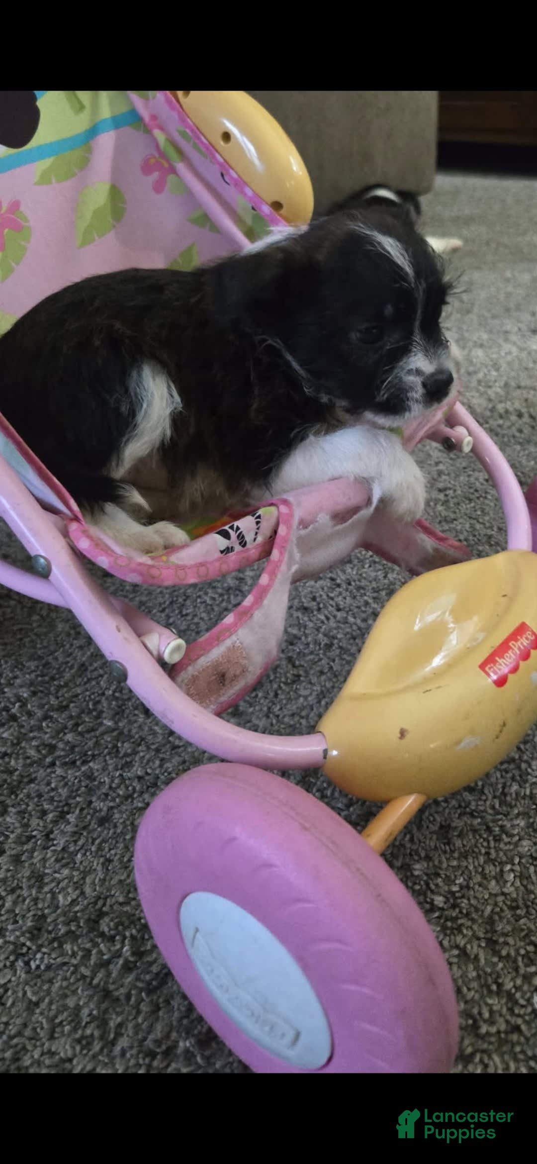 Boston Terrier dogs for sale: Mason - Image 18