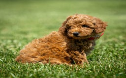Goldendoodle dogs for sale: Annie - Image 9