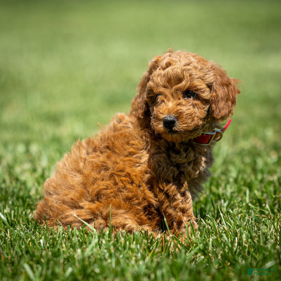 Goldendoodle dogs for sale: Annie - Image 9