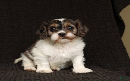 Cavapoo dogs for sale: Winston - Image 5