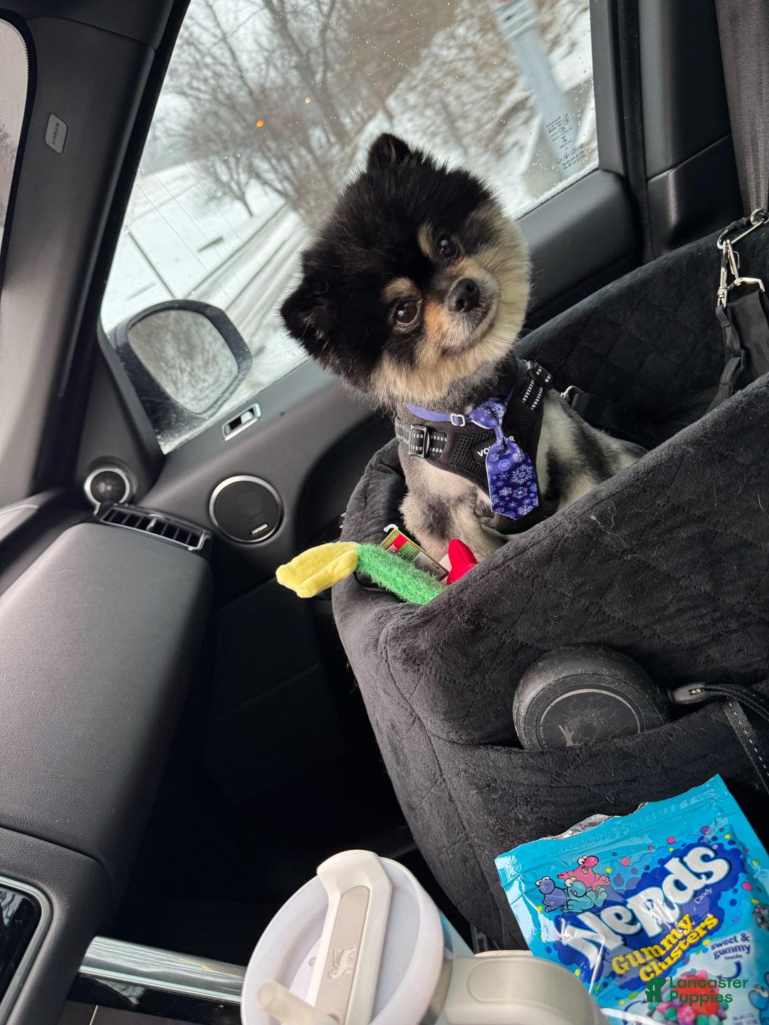 Pomeranian dogs for sale: Sebastian - Image 8