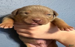 American Bully dogs for sale: Lilac Tri Male - Image 1