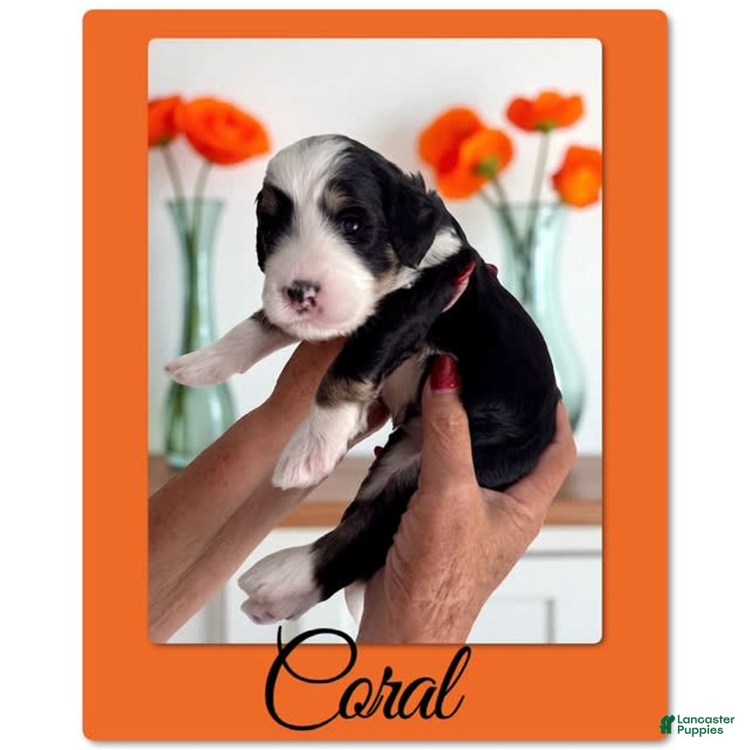 Bernedoodle dogs for sale: Coral - Image 4