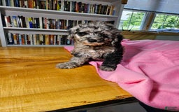 Portuguese Water Dog dogs for sale: Speckles - Image 6