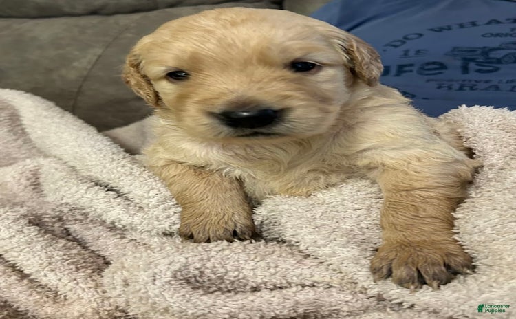 Goldendoodle dogs for sale - Ad 2
