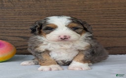 Mini Bernedoodle dogs for sale: Indy - Image 9