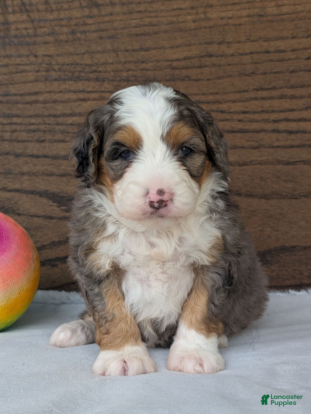 Mini Bernedoodle dogs for sale: Indy - Image 9