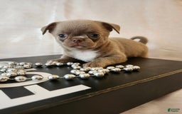 Chihuahua dogs for sale: Lord - Image 4