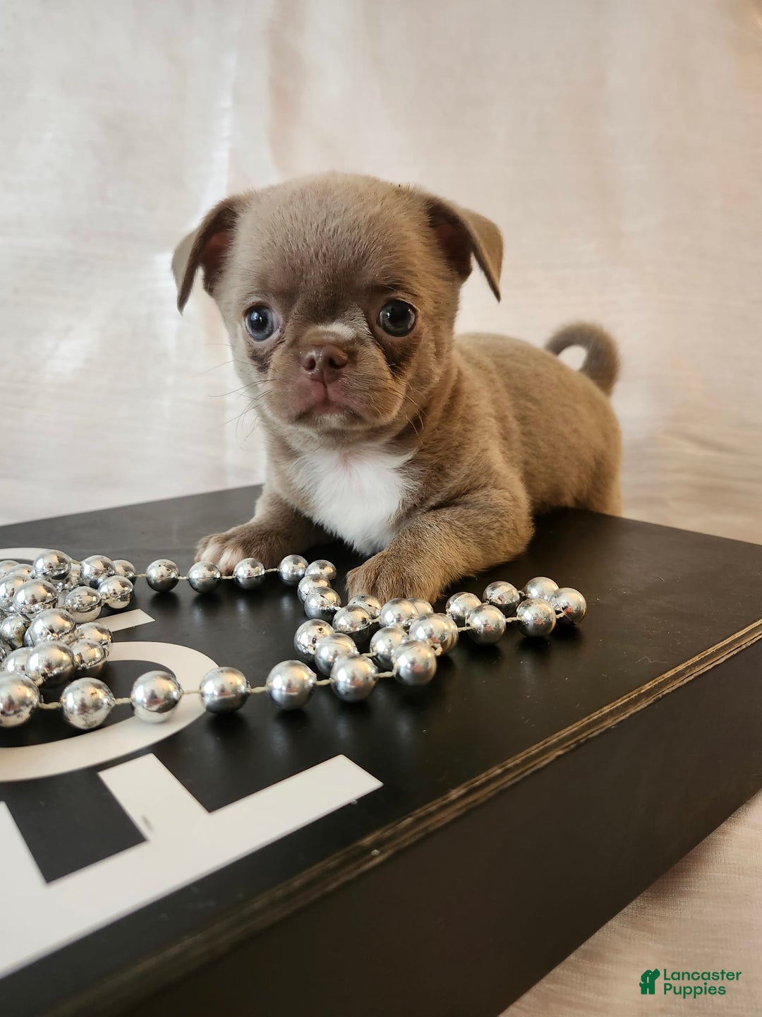 Chihuahua dogs for sale: Lord - Image 4