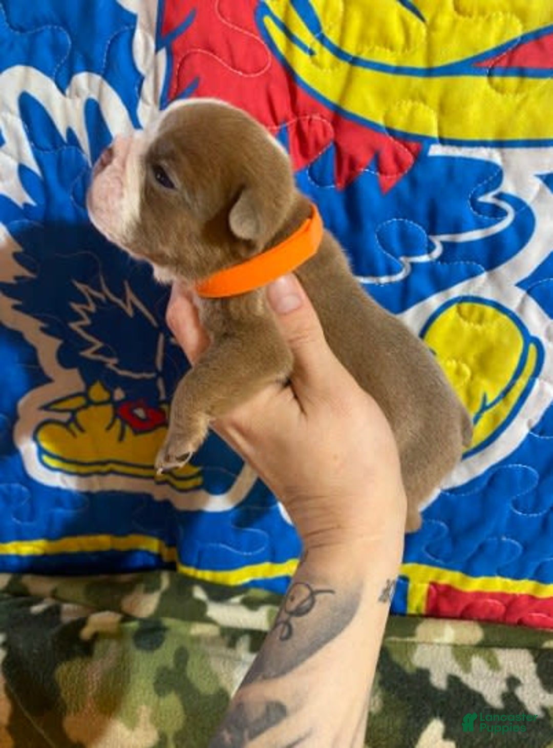 American Bulldog dogs for sale: Dozier - Image 4