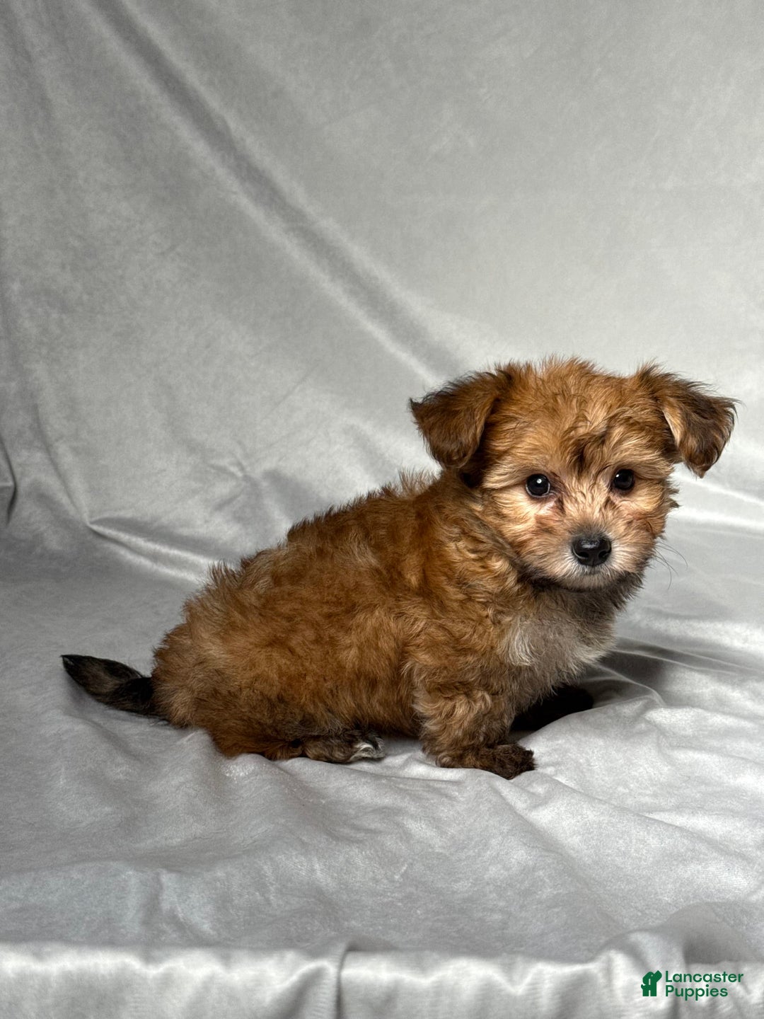 Bichpoo dogs for sale: Archie - Image 5