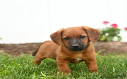 Jack Russell Terrier dogs for sale: Kaptain - Image 2