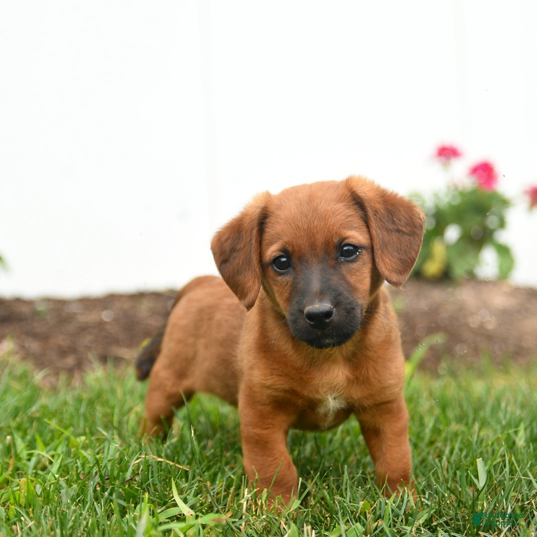 Jack Russell Terrier dogs for sale: Kaptain - Image 2