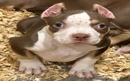 American Bully dogs for sale: Rose - Image 2