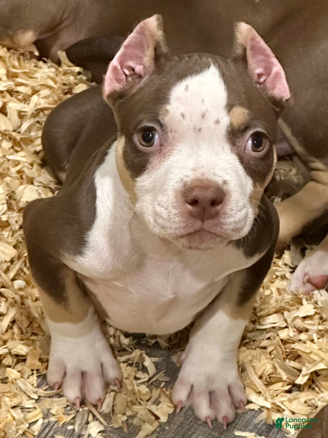 American Bully dogs for sale: Rose - Image 2