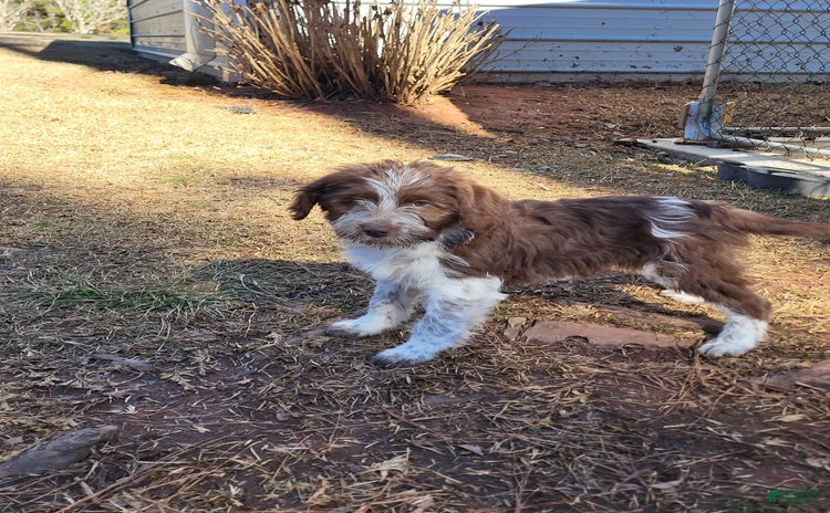 Aussiedoodle dogs for sale - Ad 1