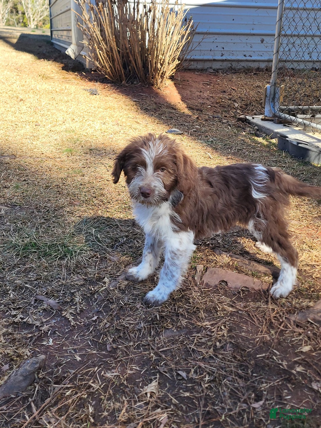 Aussiedoodle dogs for sale: Lulu - Image 1