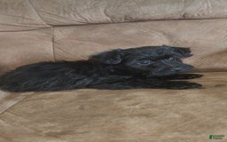 Yorkiepoo dogs for sale: Elvis - Image 1