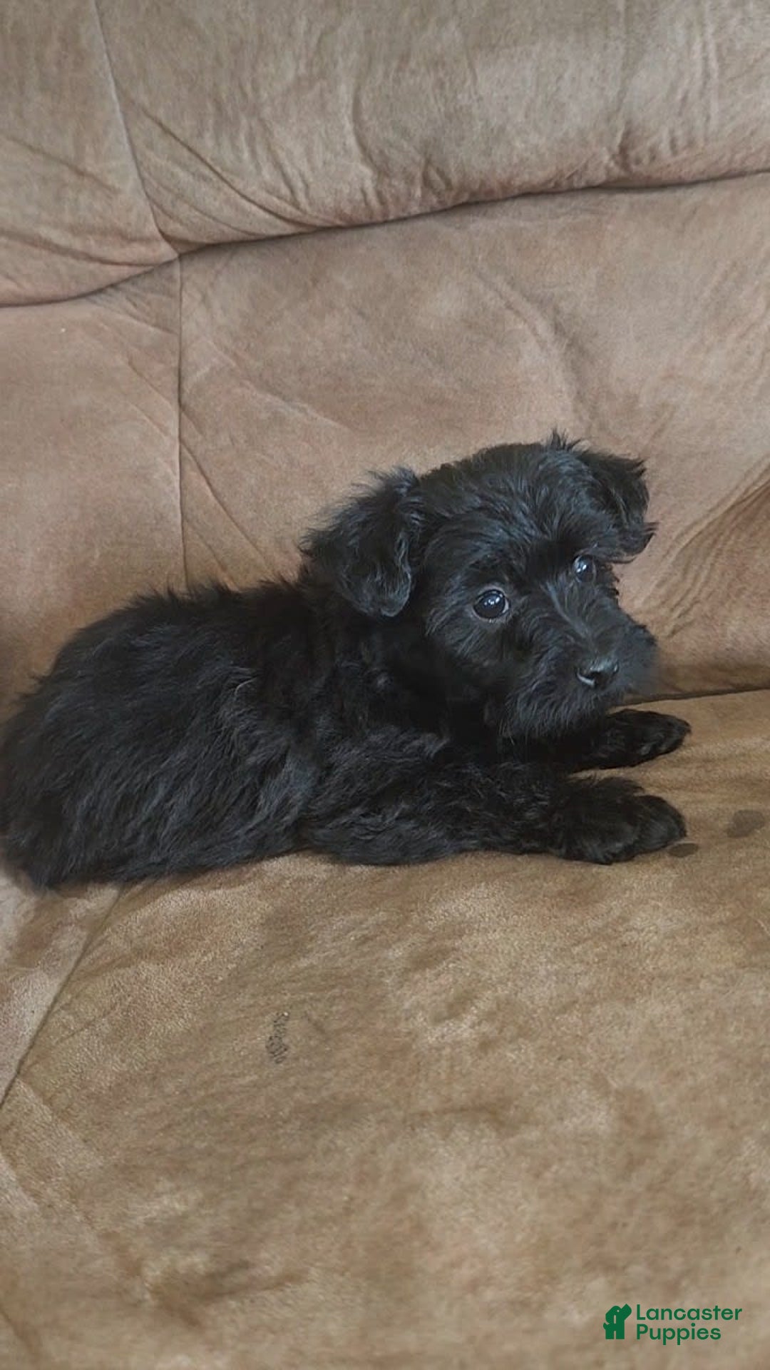 Yorkiepoo dogs for sale: Elvis - Image 1