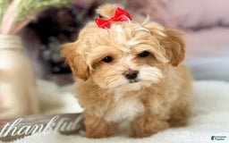 Maltipoo dogs for sale: Red Collared Boy - Image 3