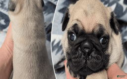 Pug dogs for sale: Doug - Image 1