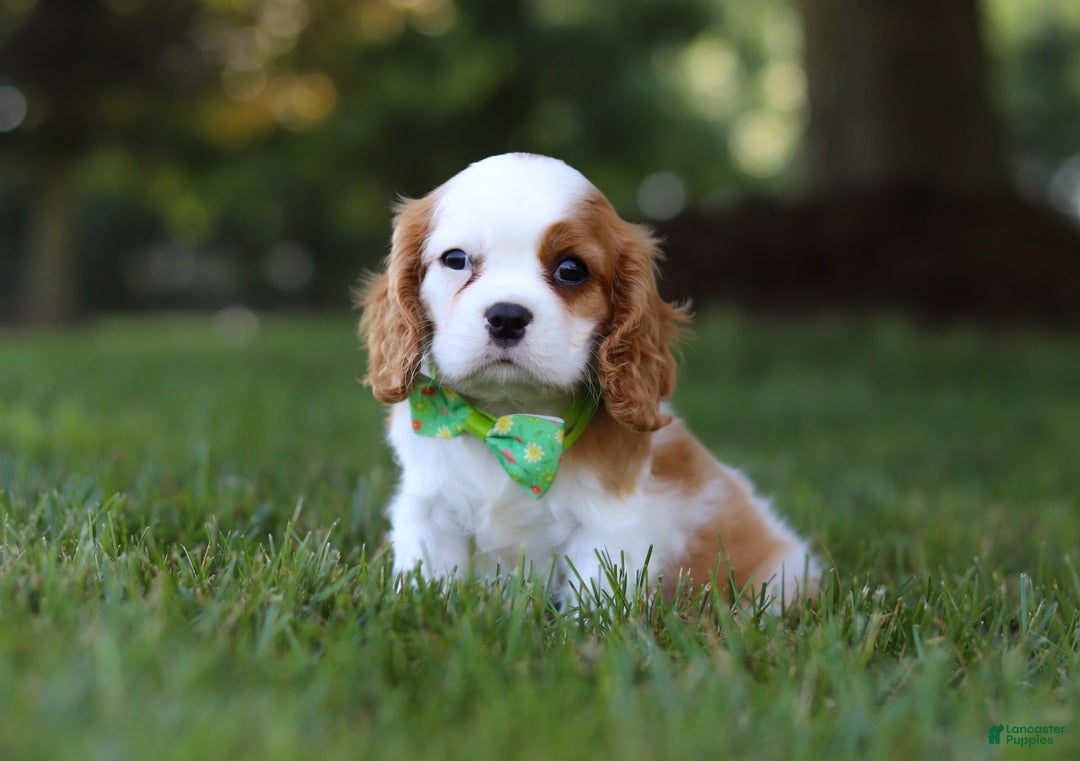 Cavalier King Charles Spaniel dogs for sale: Maverick - Image 1