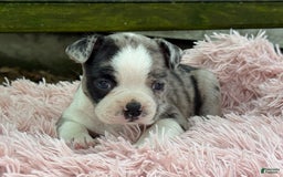 Frenchton dogs for sale: Jaida - Image 15