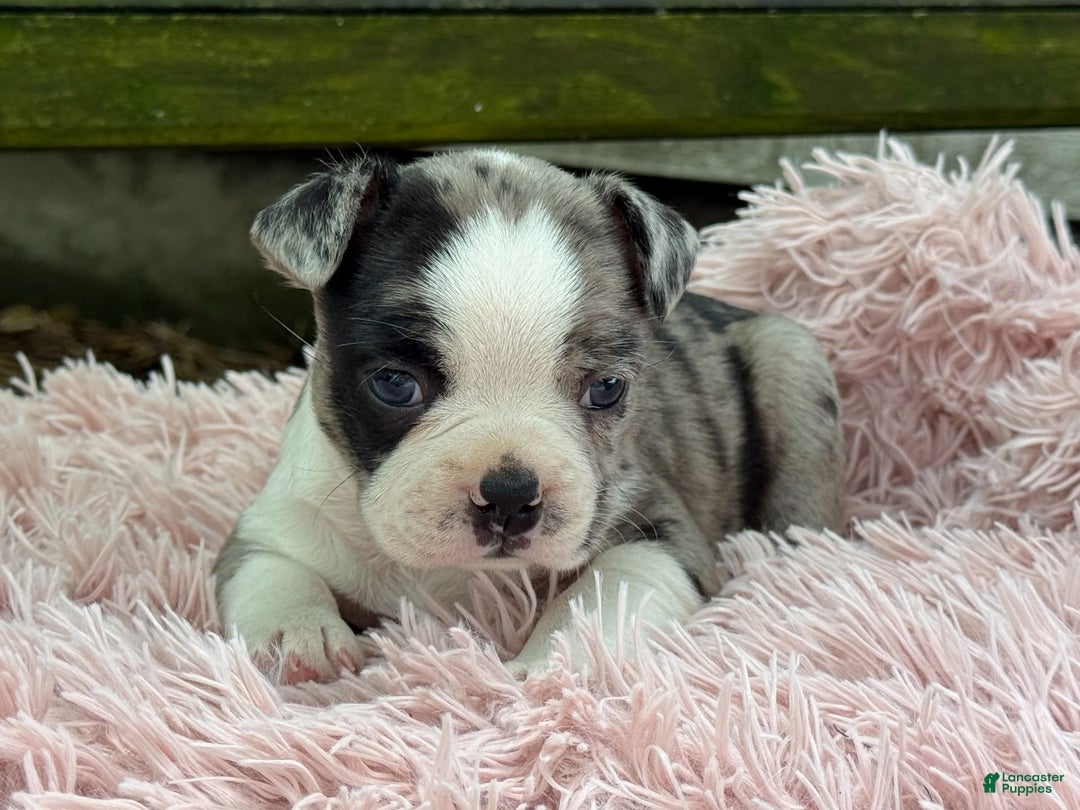 Frenchton dogs for sale: Jaida - Image 15