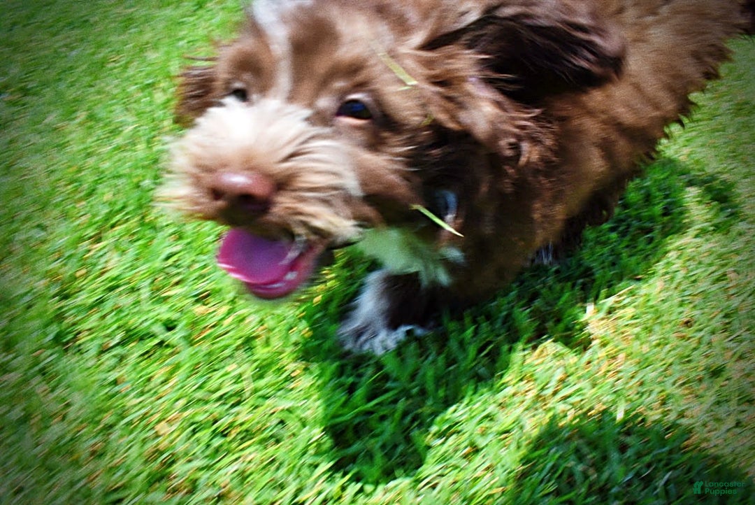 Havapoo dogs for sale: Valor - Image 11