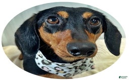 Dachshund dogs for sale: Molly Female 2 - Image 2