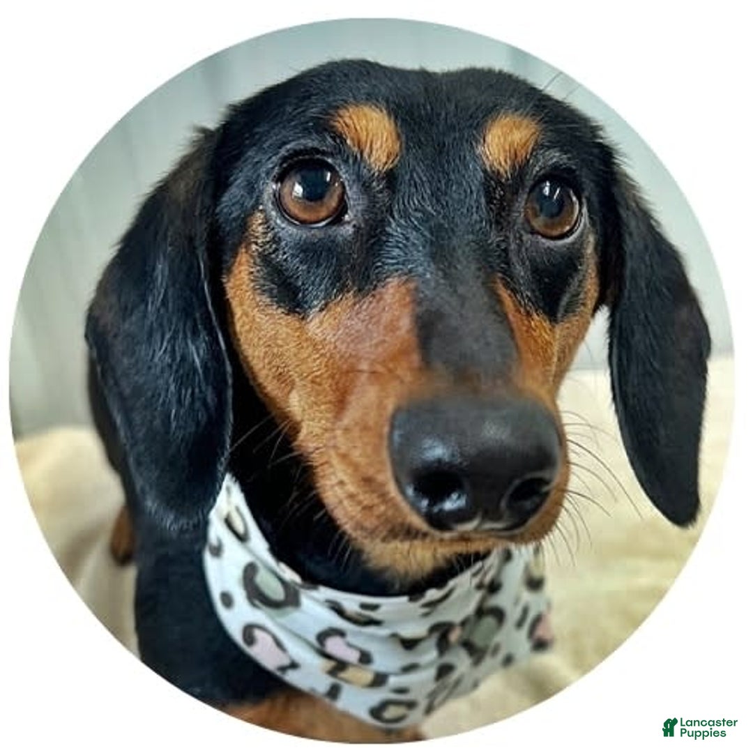 Dachshund dogs for sale: Molly Female 2 - Image 2