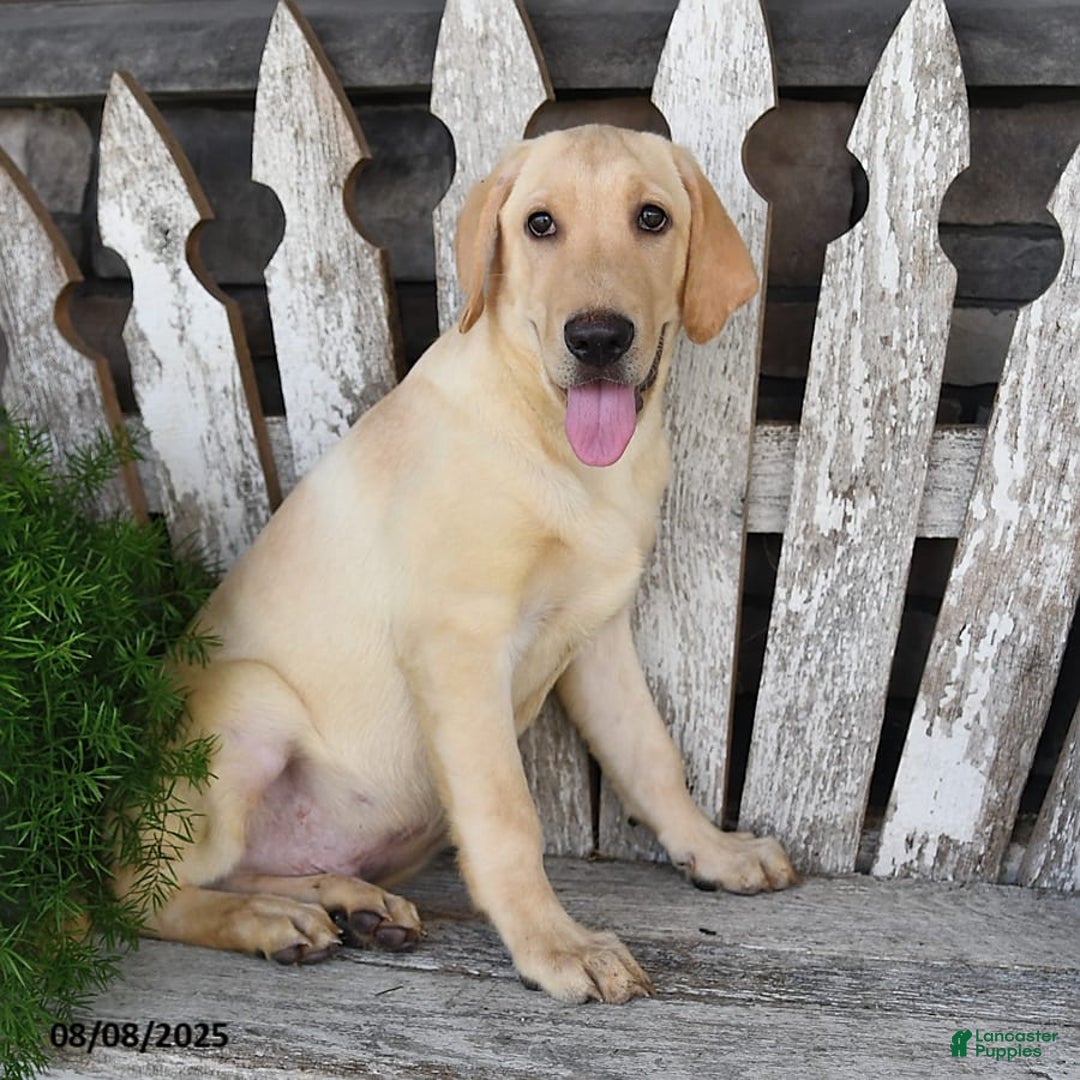 Labrador Retriever dogs for sale: Ashton - Image 5
