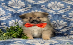 Pomeranian dogs for sale: Ellison - Image 11