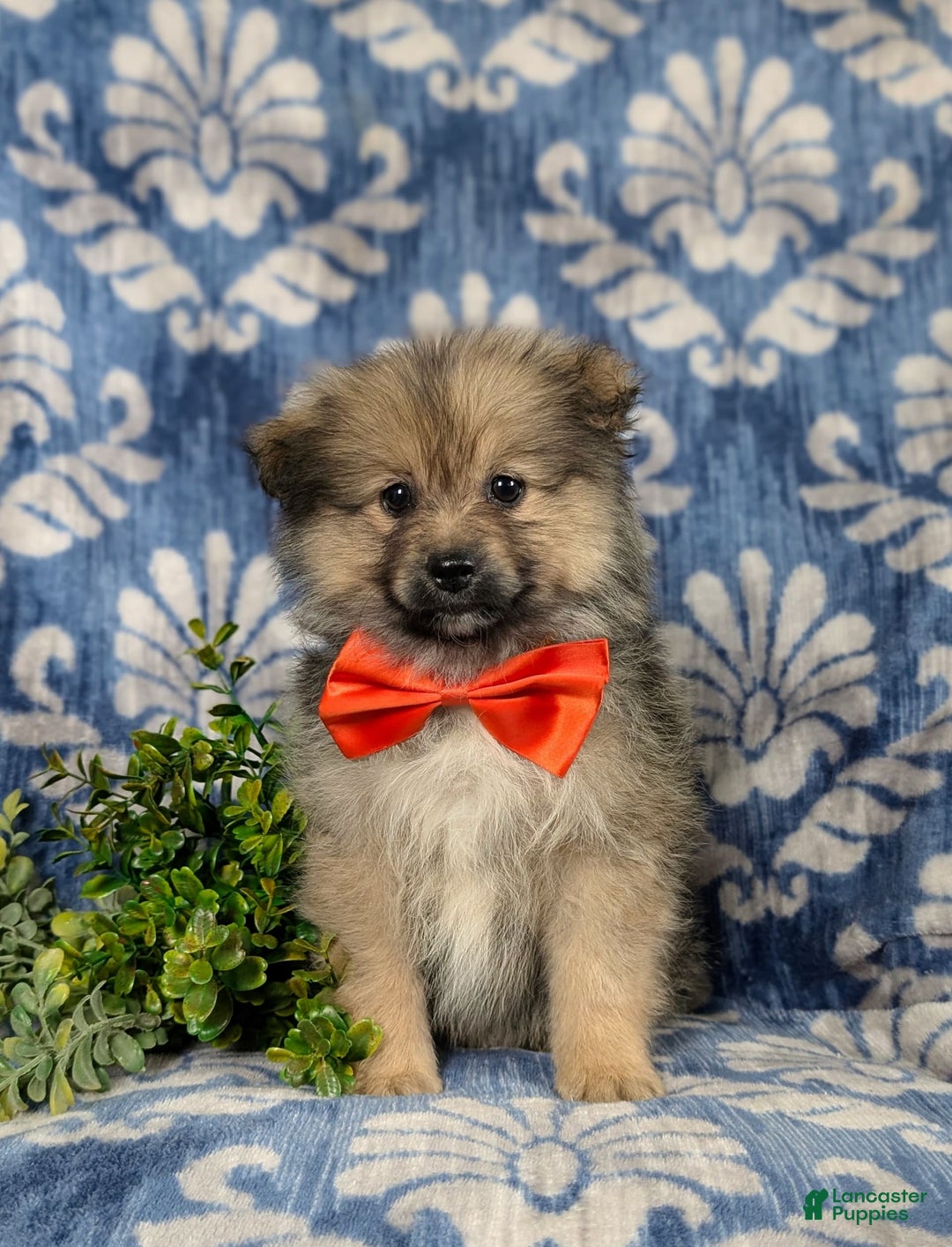 Pomeranian dogs for sale: Ellison - Image 11
