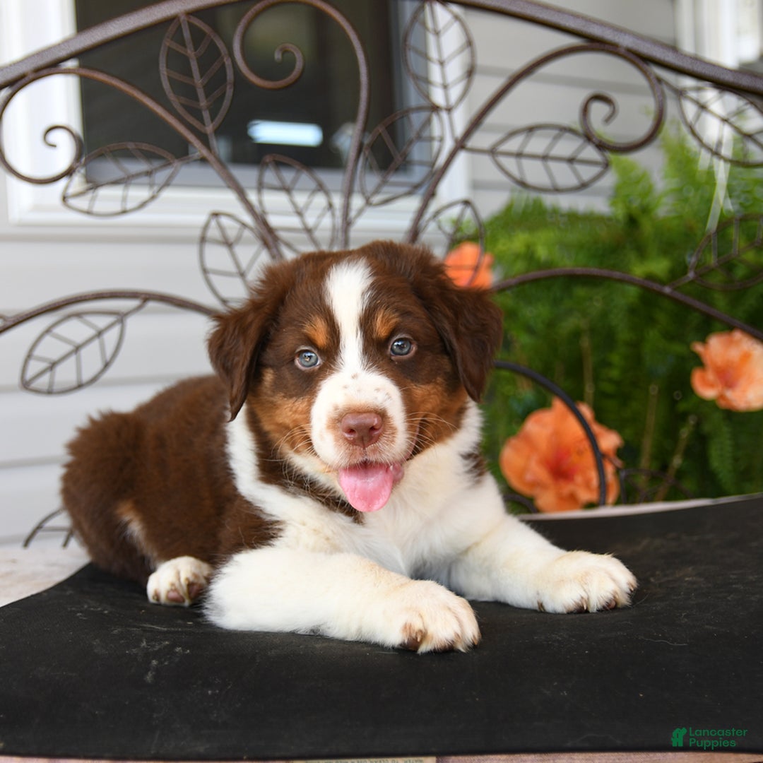 Australian Shepherd dogs for sale: Lightning - Image 1