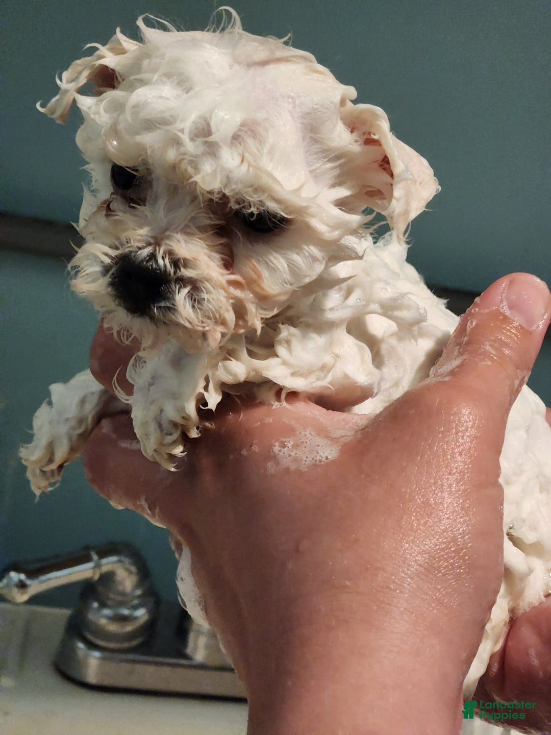 Bichon Frise dogs for sale: Prince - Image 13