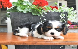 Cavalier King Charles Spaniel dogs for sale: Lilly - Image 13