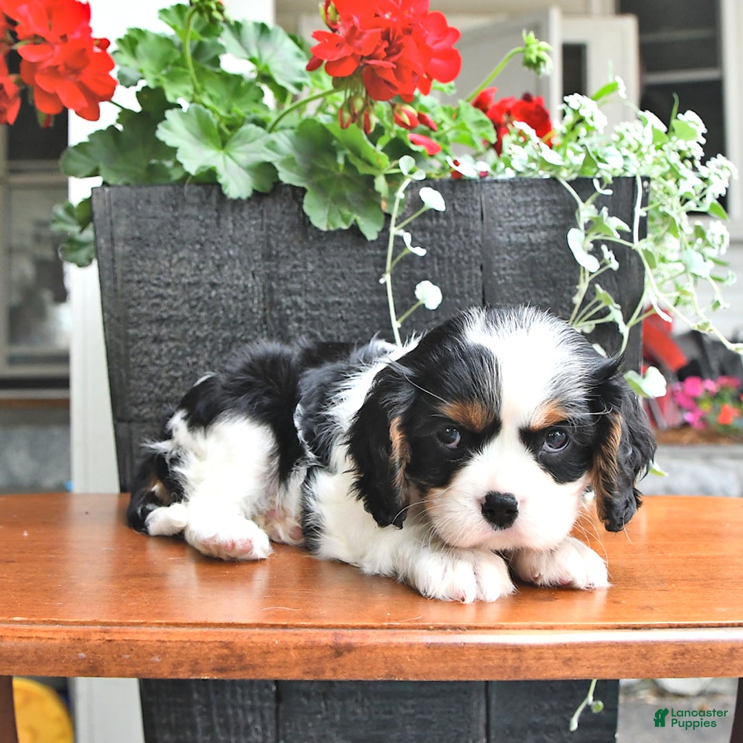 Cavalier King Charles Spaniel dogs for sale: Lilly - Image 13