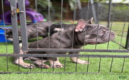French Bulldog dogs for sale: Louis - Image 3