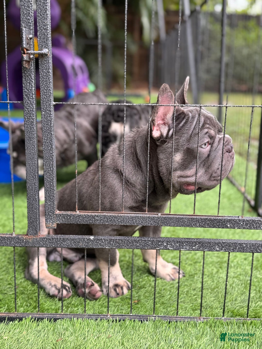 French Bulldog dogs for sale: Louis - Image 3