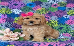Cockapoo dogs for sale: Ella - Image 2