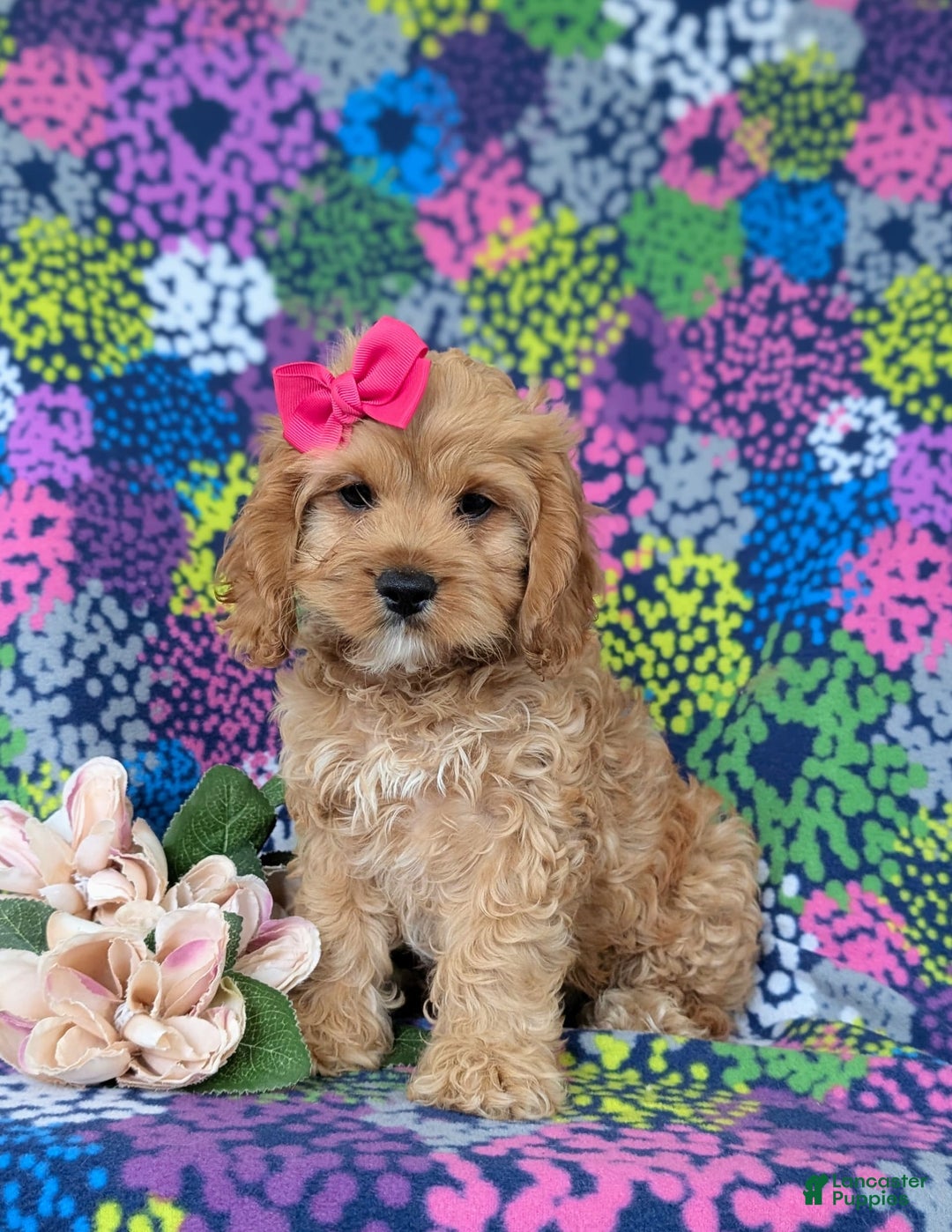 Cockapoo dogs for sale: Ella - Image 2