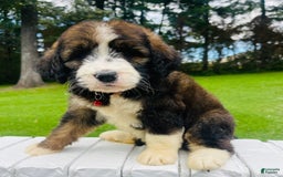 Bernedoodle dogs for sale: 🌸strawberry Shortcake - Image 4