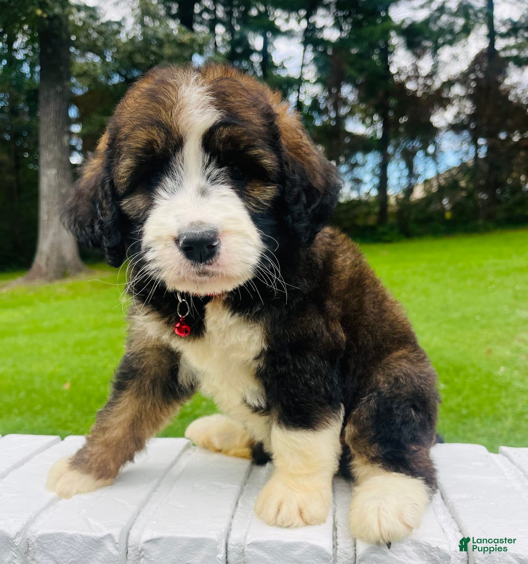 Bernedoodle dogs for sale: 🌸strawberry Shortcake - Image 4